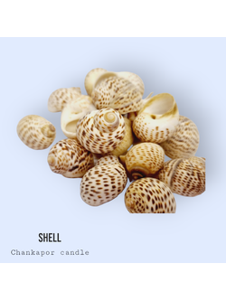 เปลือกหอย 100 กรัม #007