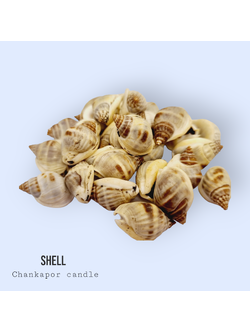 เปลือกหอย 100 กรัม #012