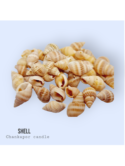 เปลือกหอย 100 กรัม #008