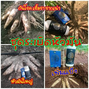 ชุดระเบิดหัวมัน