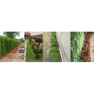 ไม้มงคล ไม้ดอก ไม้ประดับ ไม้สวยงาม