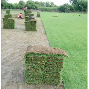 หญ้าสด หญ้าจริง ไร่หญ้าสำราญ