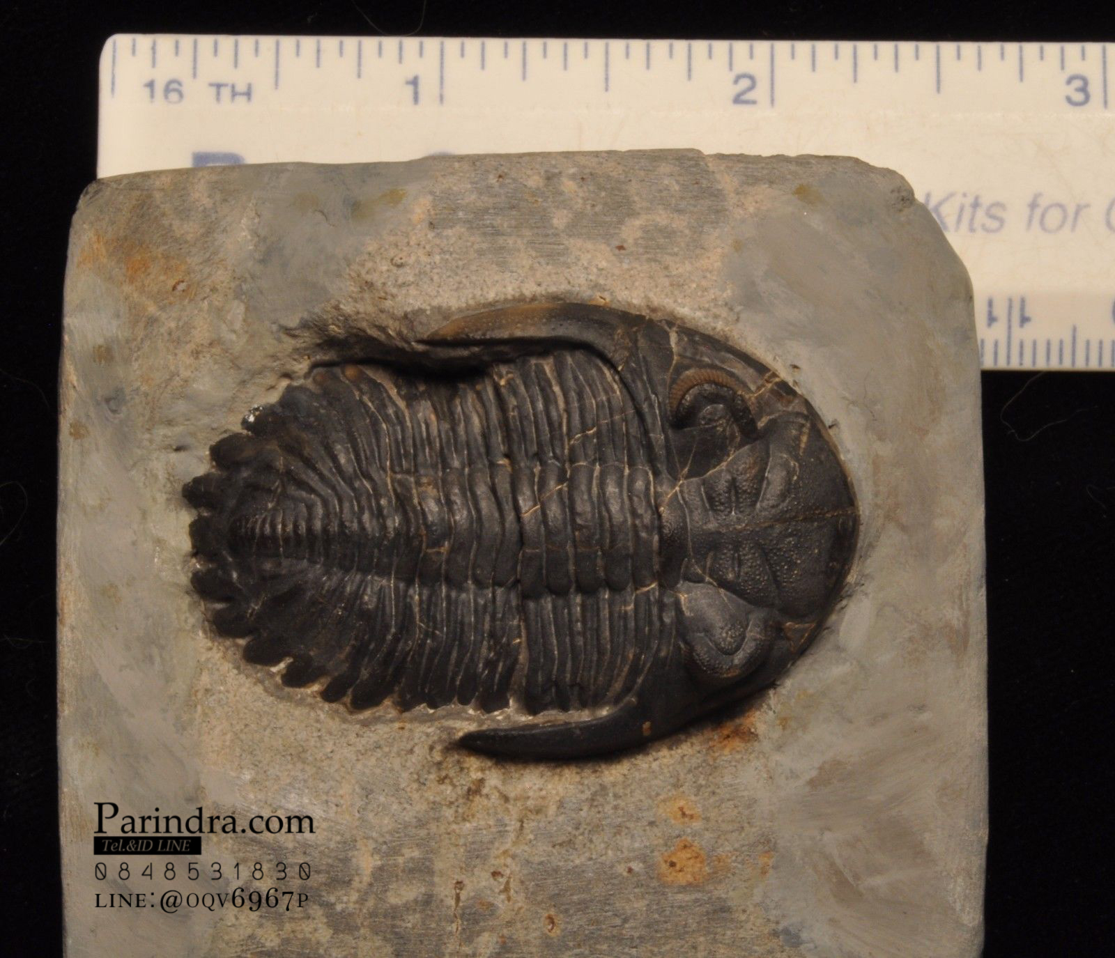 ฟอสซิล Trilobite Hollardops sp. Alnif, Morocco #TLB006