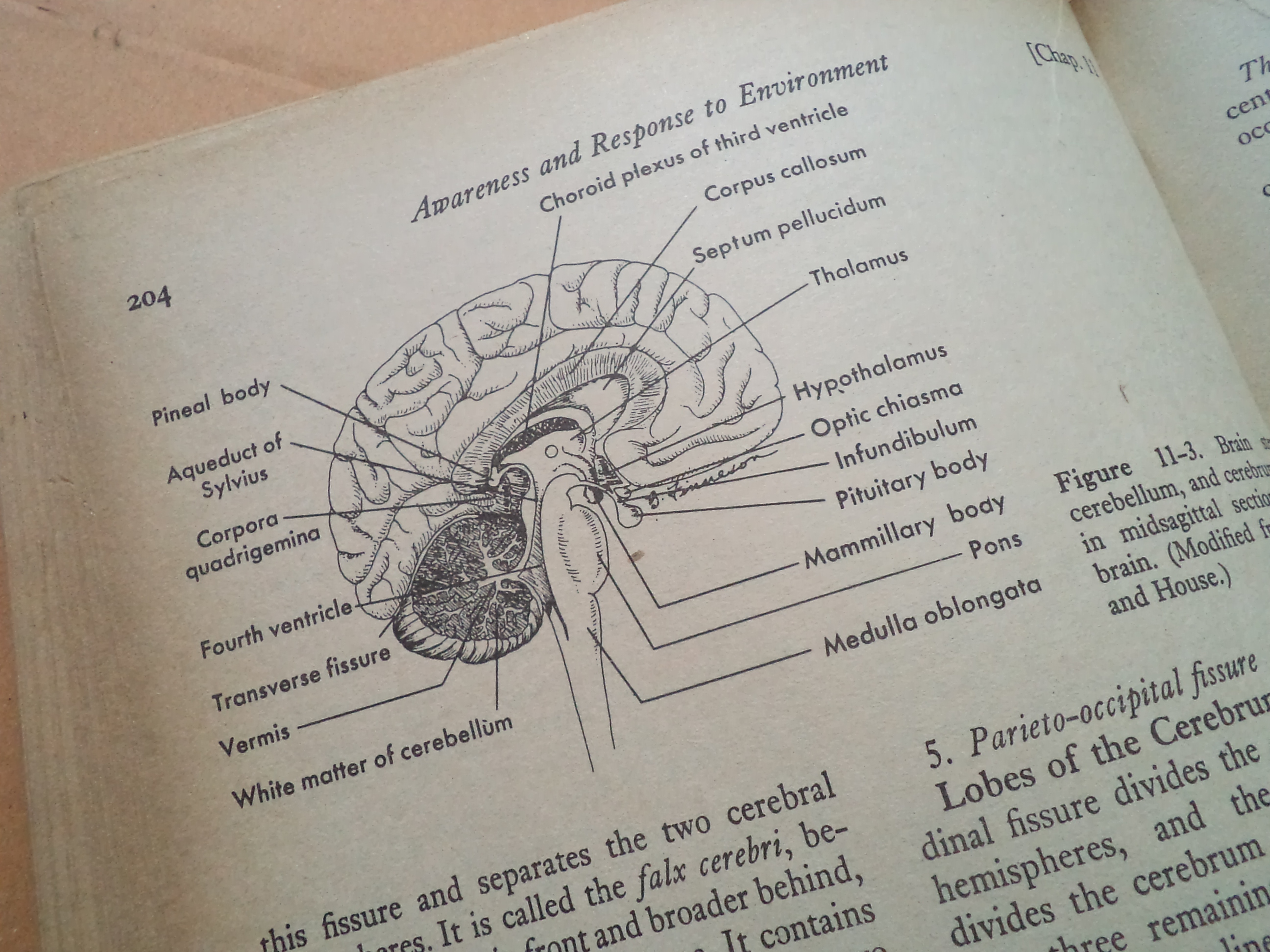 กายวิภาคศาสตร์ และ สรีระวิทยาของมนุษย์ Anatomy and Physiology