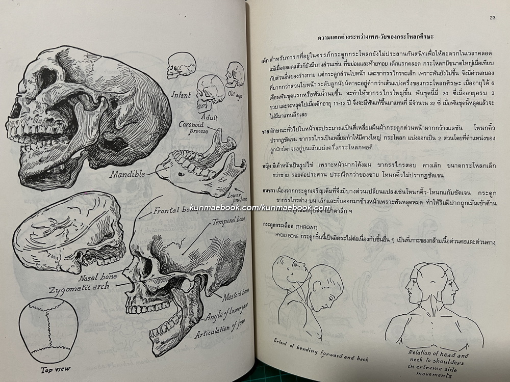 กายวิภาค ฉบับนักศึกษาศิลปะ ผลงานของ บุญเลิศ บุตรขาว