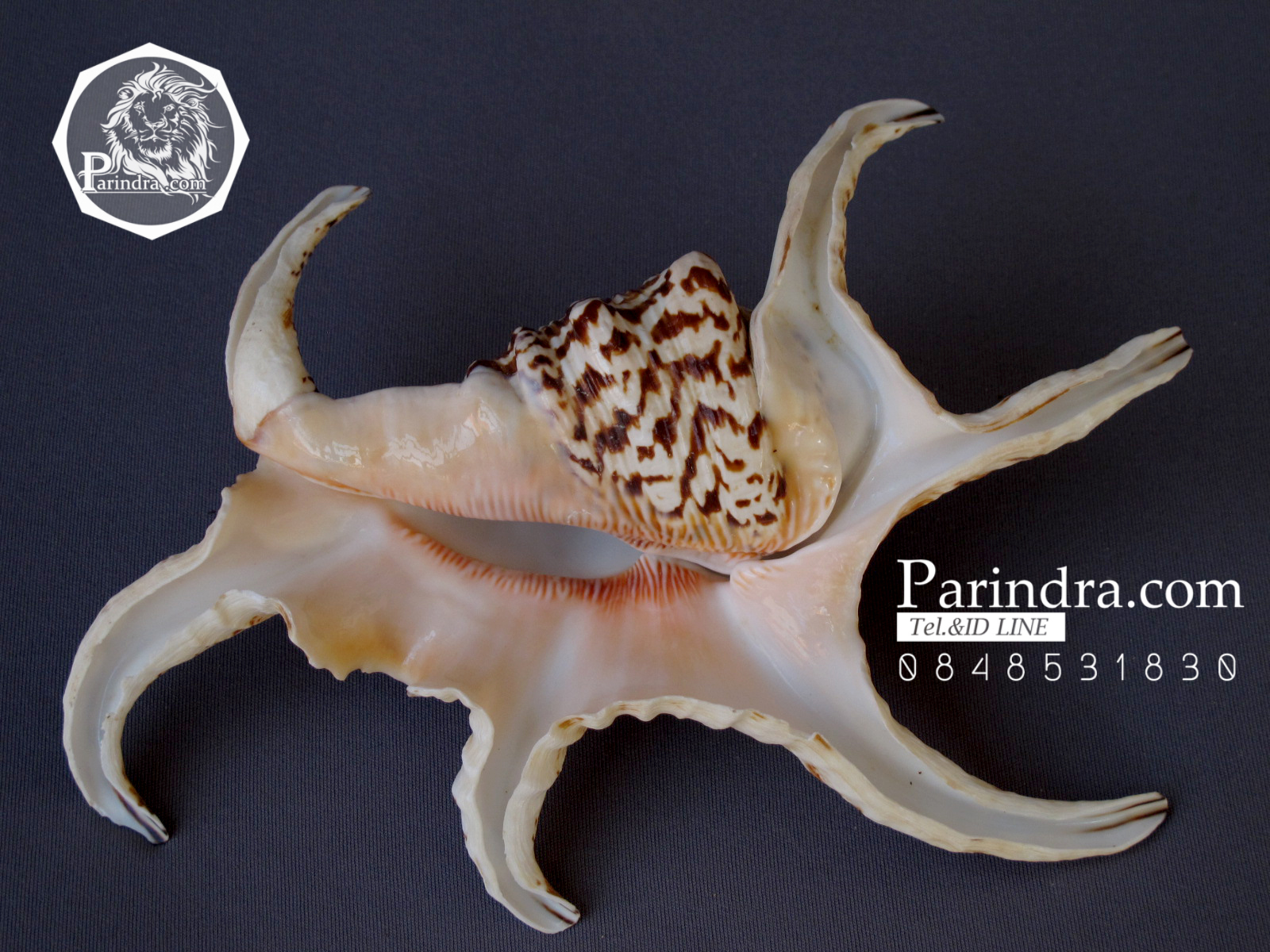 ขายเปลือกหอยจักรนารายณ์ Lambis chiragra สภาพสมบูรณ์ #LC002