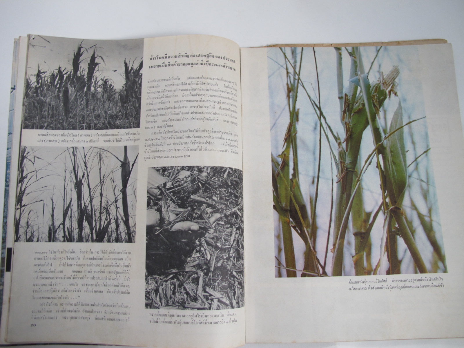 นิตยสาร "เสรีภาพ" ฉบับที่ 97