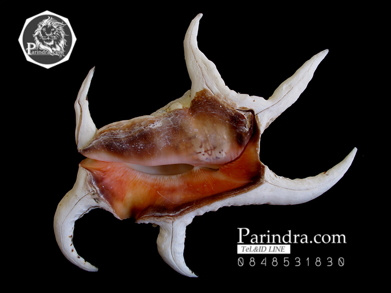 ขายเปลือกหอยจักรนารายณ์ Lambis chiragra สภาพสมบูรณ์ ขนาดใหญ่ 9 นิ้ว #LC003