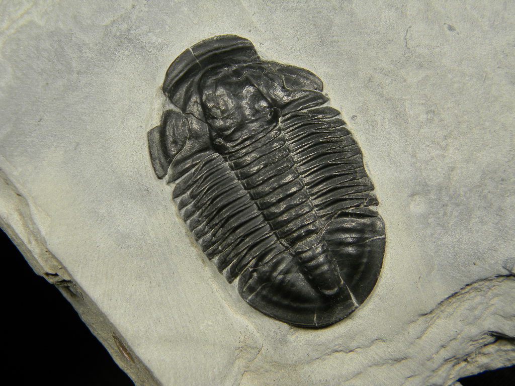 ฟอสซิล Trilobite จากรัฐ Utah USA #TLB001