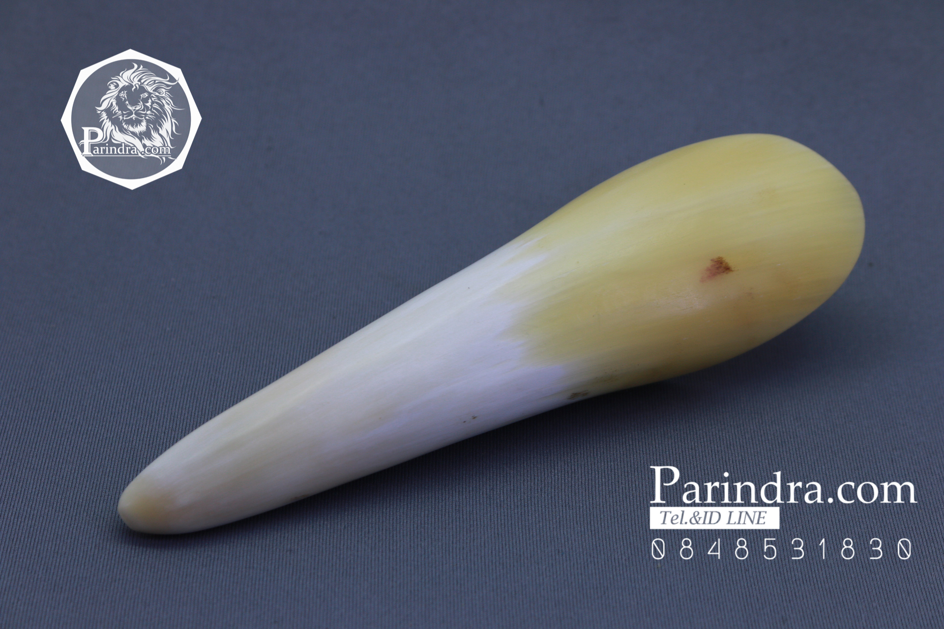 เขาจามรี สีขาวงาช้าง กัวซา สวยงามน่าใช้