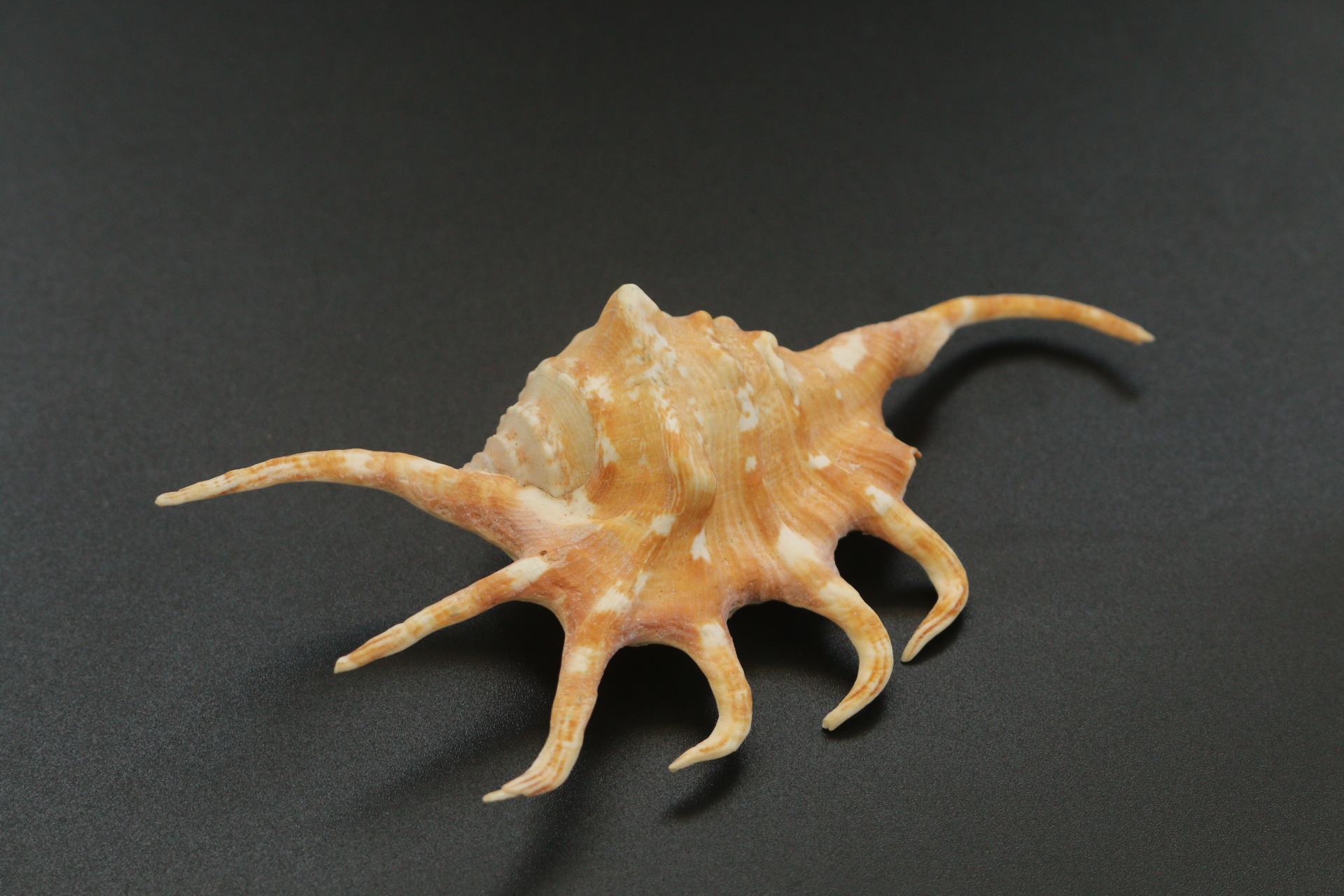 ขายเปลือกหอยจักรนารายณ์ LAMBIS CROCATA สภาพสมบูรณ์ #LC006