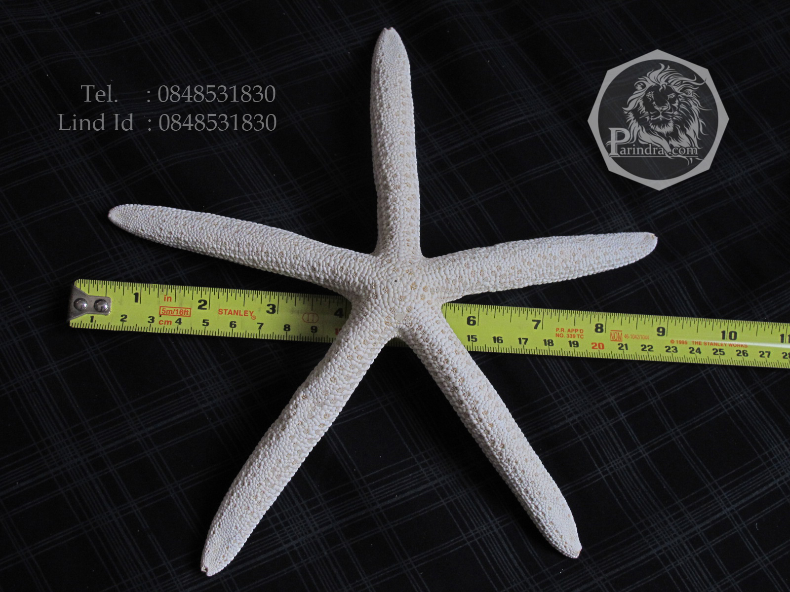 ปลาดาวขนาดยักษ์ ขนาด 8 นิ้ว สวยคัดพิเศษ