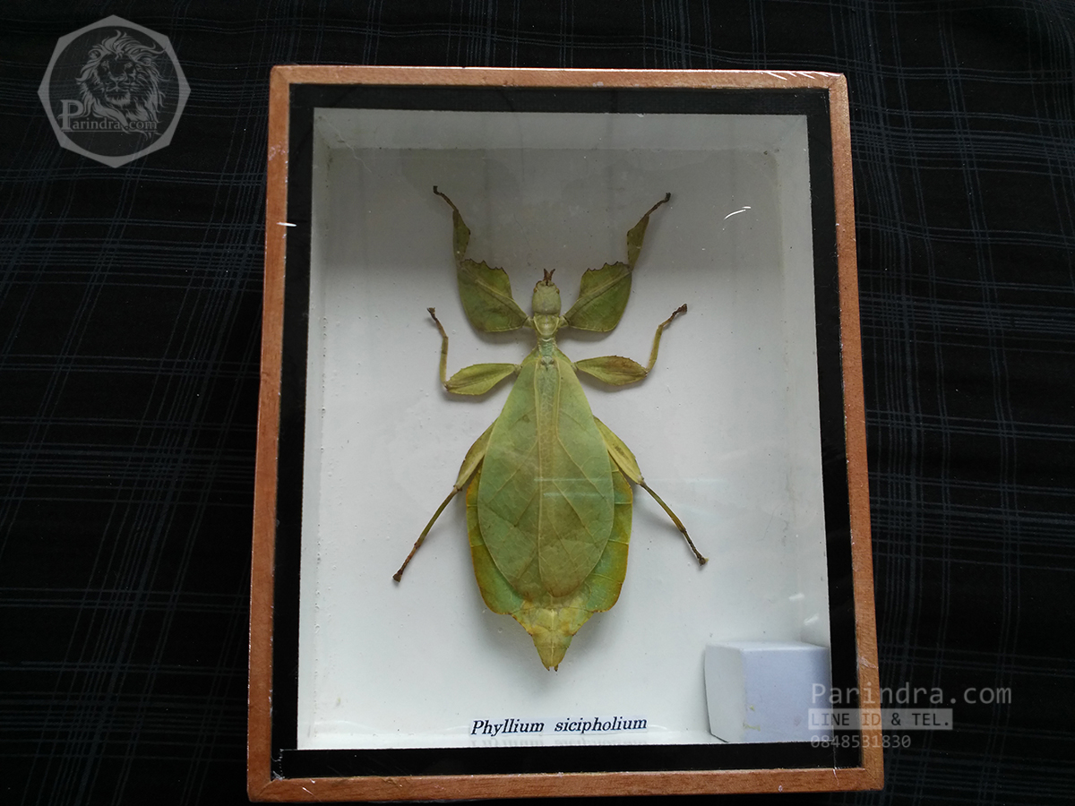 แมลงใบไม้ ตั๊กแตนใบไม้ (Phyllium sicipholium) ในกรอบไม้น้ำตาล สำหรับตั้งโชว์ ขนาด 5x6 นิ้ว