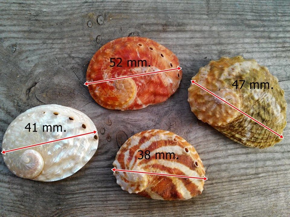 เปลือกหอยเป๋าฮื้อ Abalone หลายสายพันธ์หายากสำหรับนักสะสมเปลือกหอย