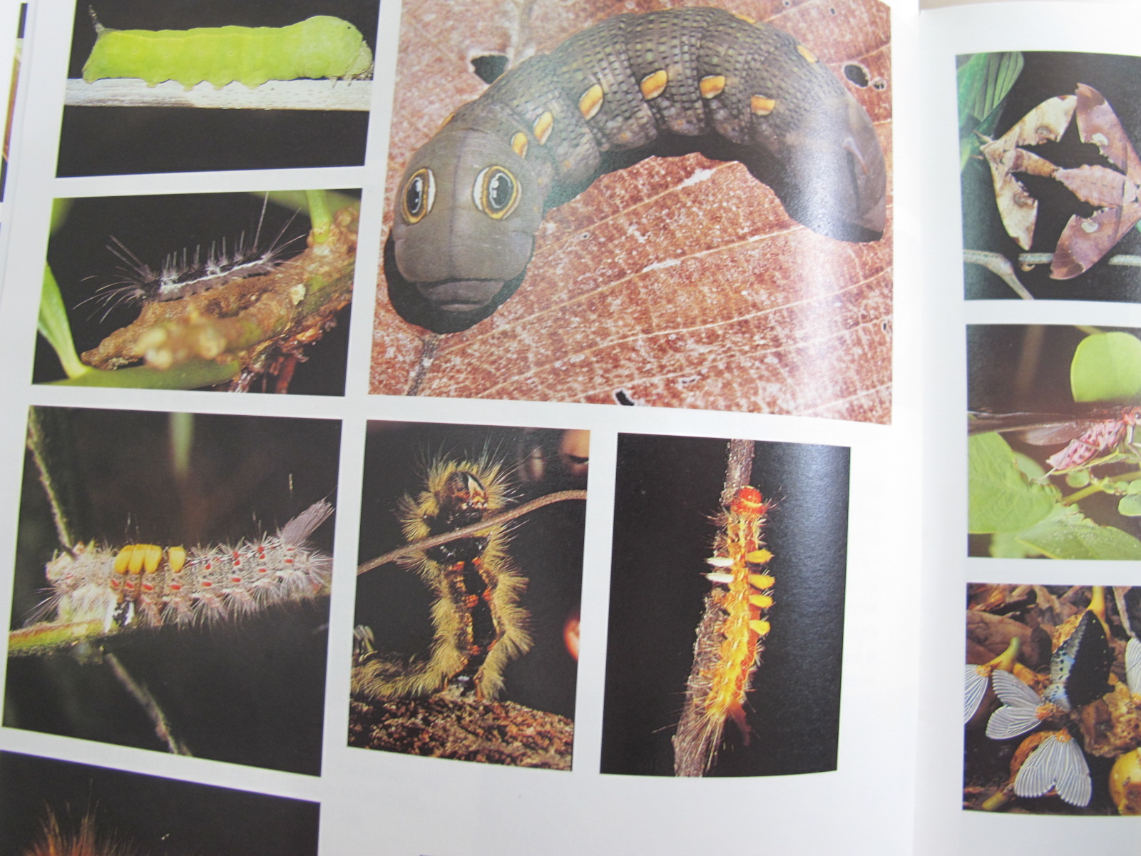 หนังสือภาพสีพืชและสัตว์ที่กำลังจะสูญพันธุ์ในประเทศไทย Thailand's Vanishing Flora & Fauna