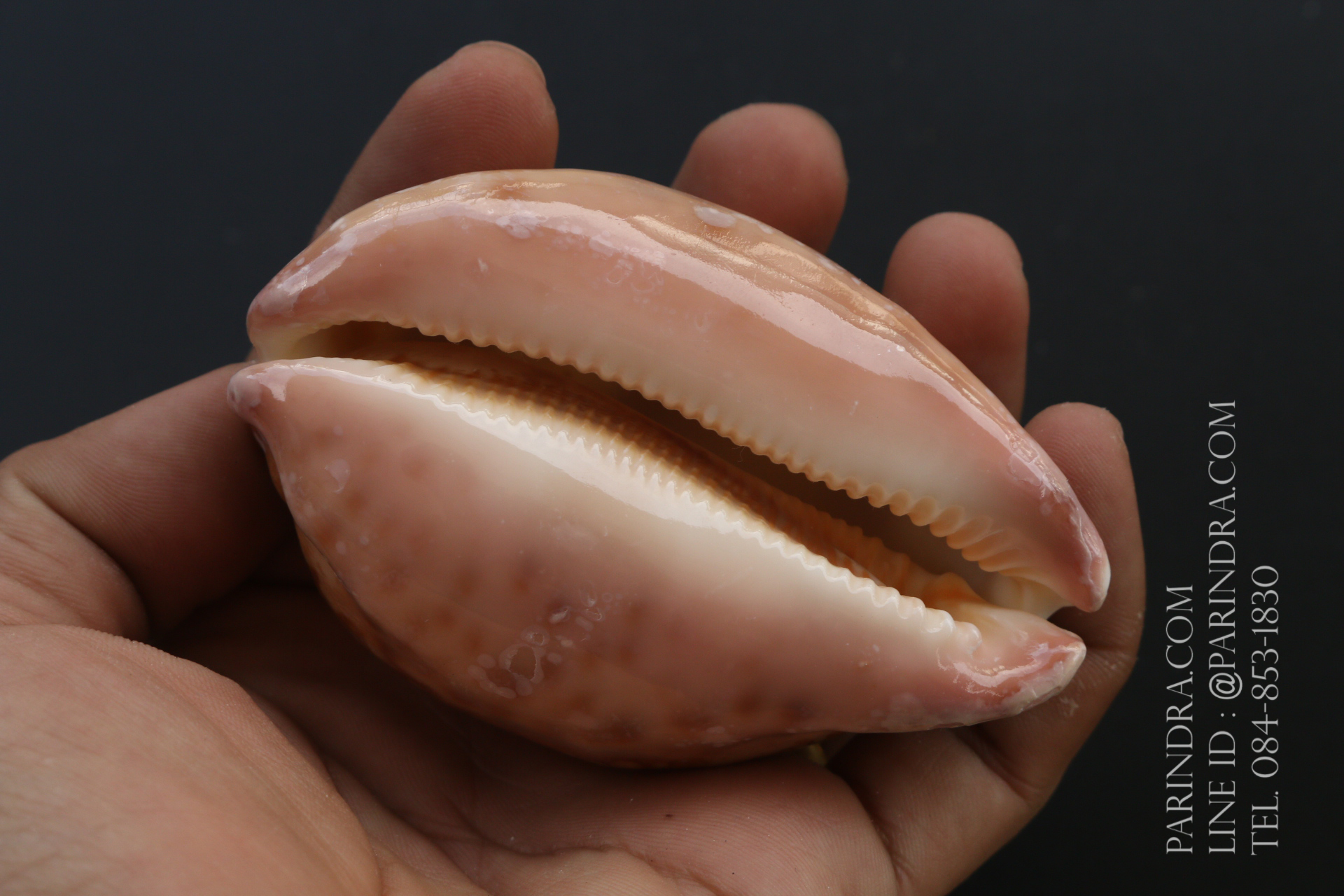 เปลือกหอยเบี้ยแผนที่ Map Cowry (Leporicypraea mappa) ขนาด 70-80 mm