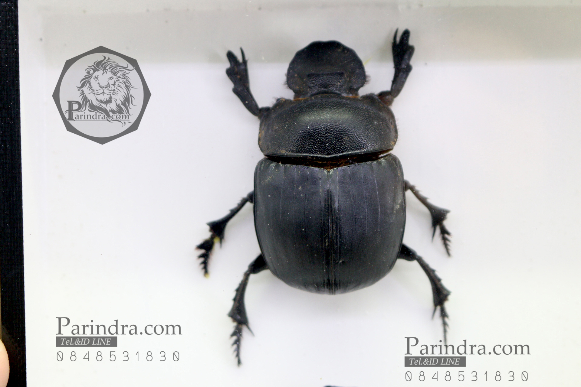 แมลงกุดจี่ยักษ์ ตัวใหญ่มาก แบบคู่ (Heliocopris dominus) ในกรอบไม้น้ำตาล สำหรับตั้งโชว์ ขนาด 6x8 นิ้ว