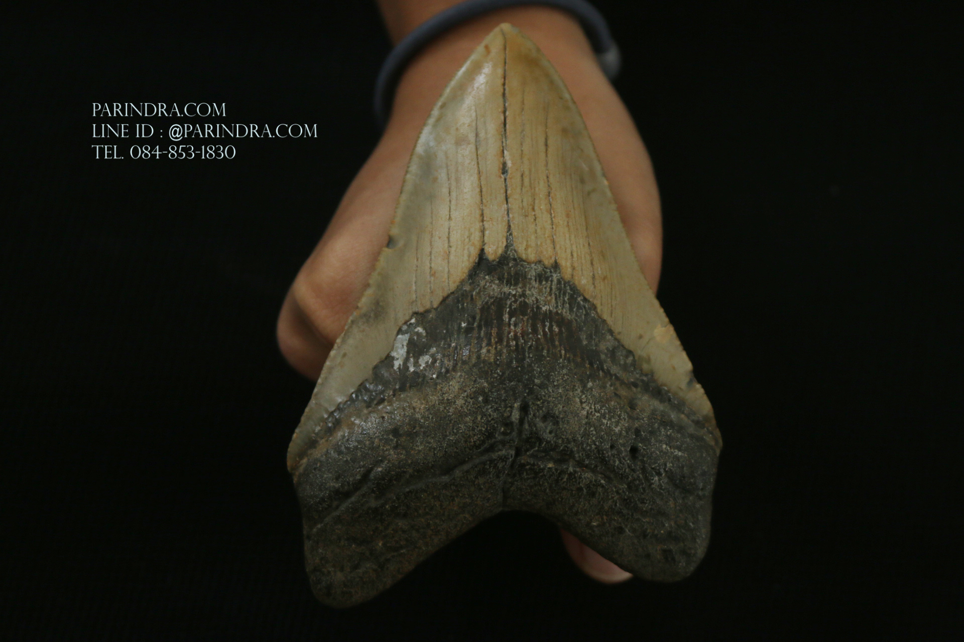 ฟันฉลามยักษ์เมกาโลดอน Megalodon ขนาด 4.45" #MGT008
