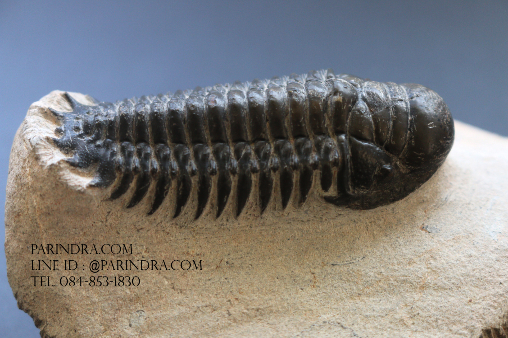 ฟอสซิล Trilobite Crotalocephalus gibbus, Morocco #TLB008