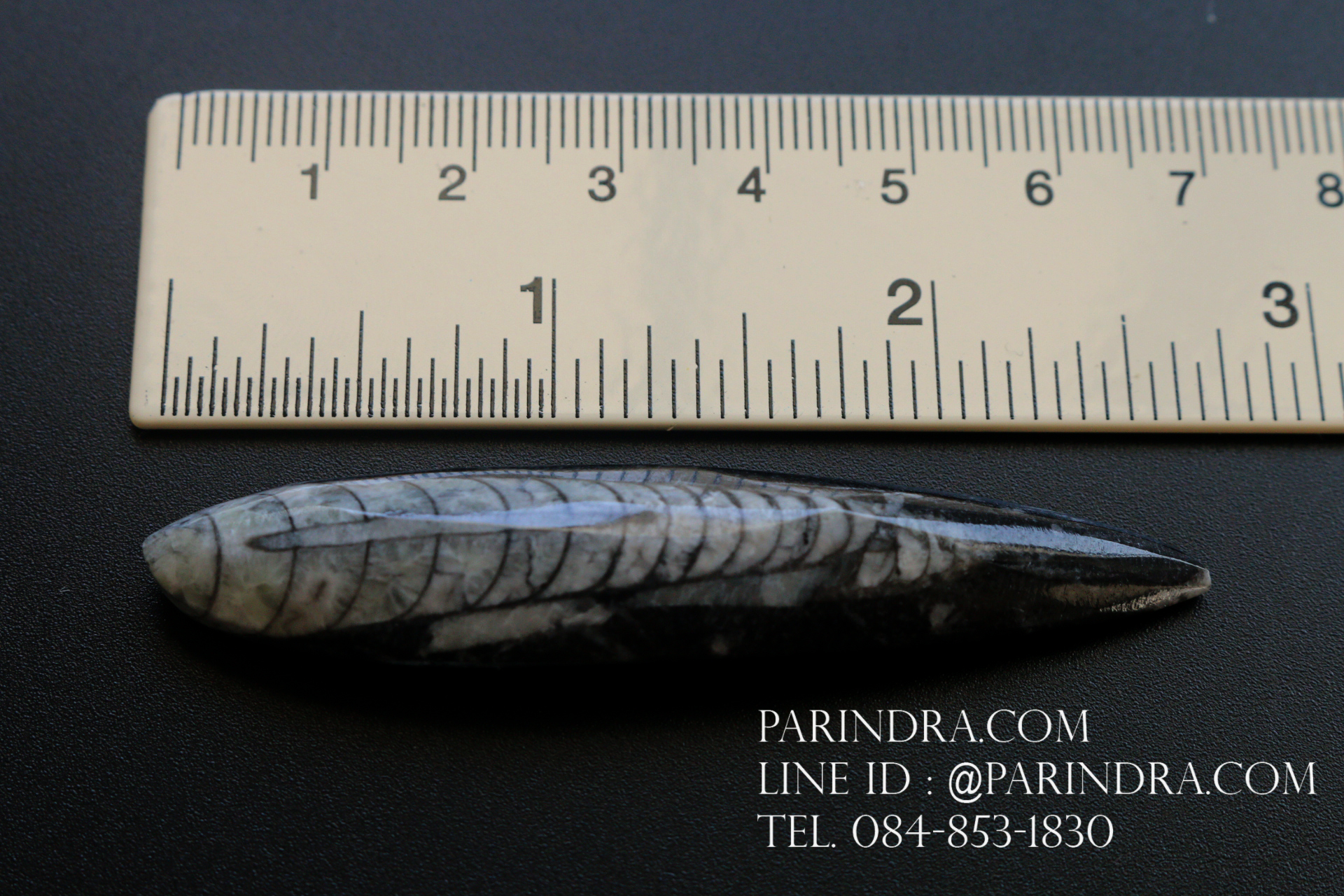 ฟอสซิล Nautiloid ออโทเซอรัส (Orthoceras sp.) - จาก Morocco #OT005