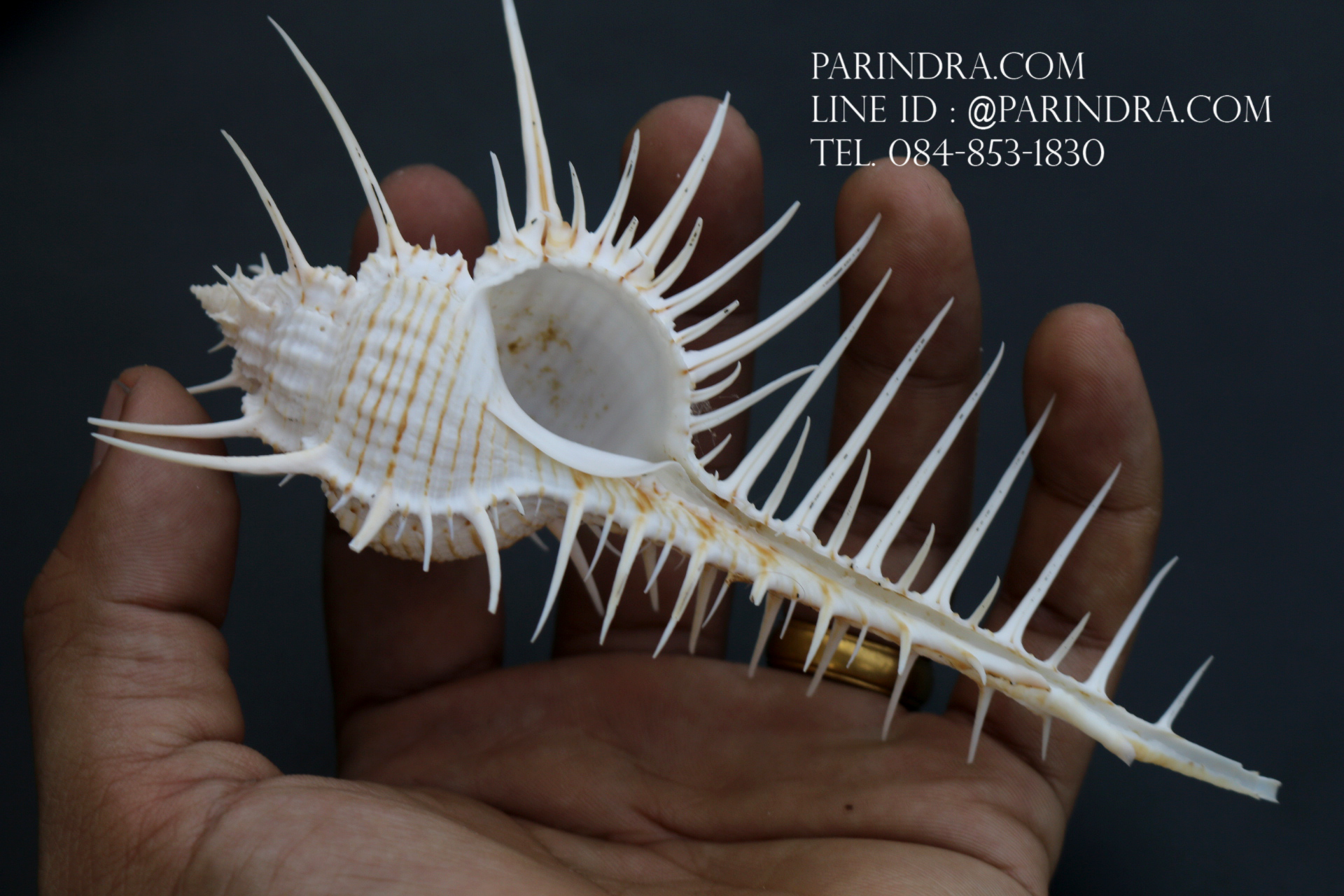 หอยสังข์หวี หอยสังข์หนาม (Murex pecten) ขนาด นิ้ว #MUREX003