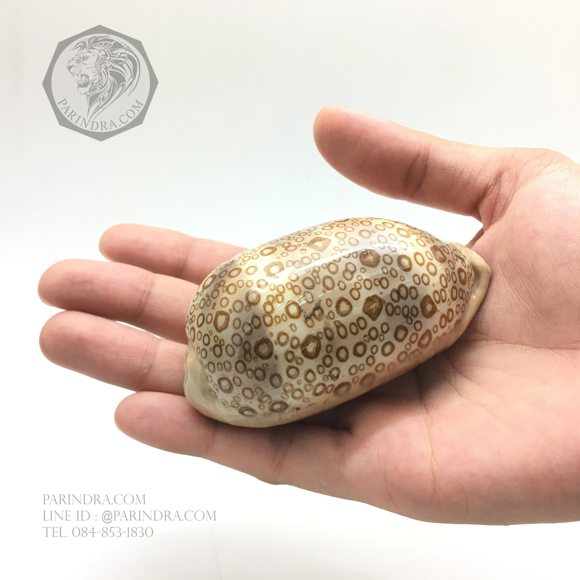 เปลือกหอยเบี้ยพันตา EYED COWRIE #Cypraea argus ขนาด 3.2 นิ้ว หายาก #CAG001