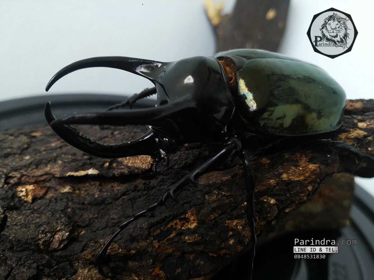 ด้วงกว่างตัวเต็มวัย Chalcosoma atlas (WD) ตัวป่าพม่าขนาด 85 mm.