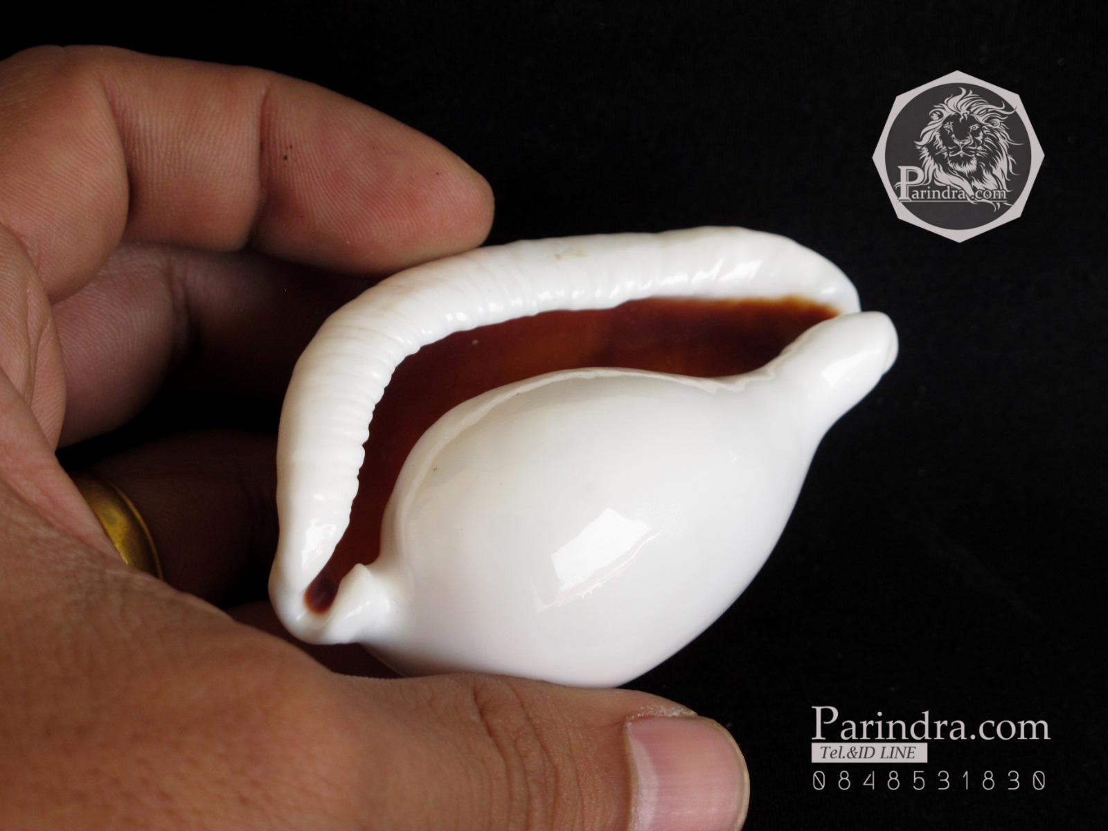 ขายเปลือกหอยเบี้ยไข่ หอยไข่ หอยเบี้ยไข่ หอยเบี้ยแม่ชี Eeg Cowry (Ovula ovum) ขนาดประมาณ 70 มม.