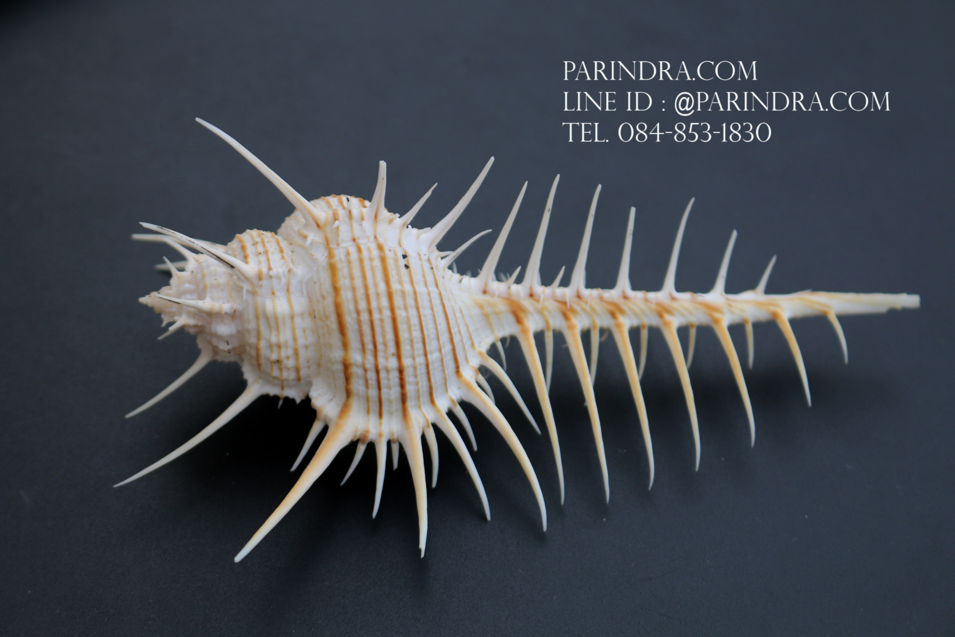 หอยสังข์หวี หอยสังข์หนาม (Murex pecten) ขนาด นิ้ว #MUREX003