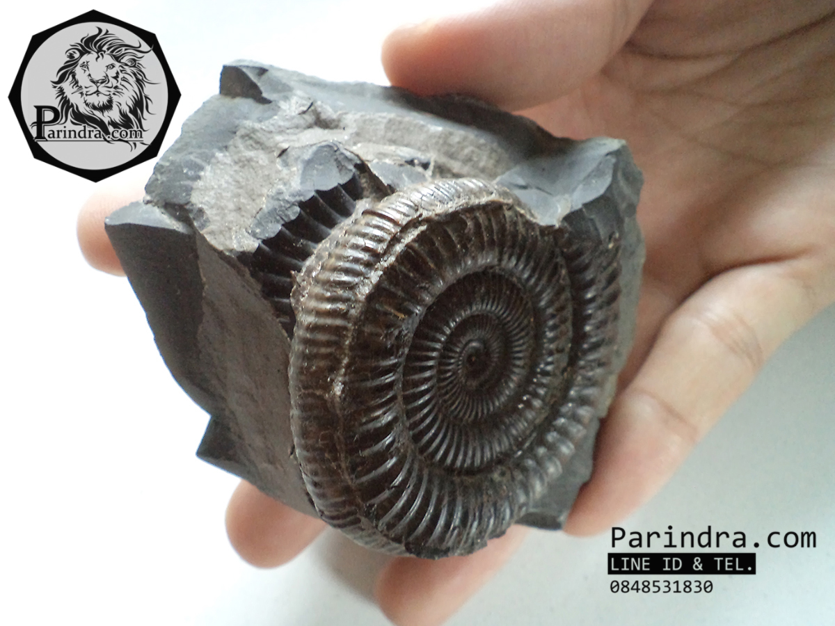 ฟอสซิลหอย Ammonite Dactylioceras commune Whitby Fossil UK #AM002