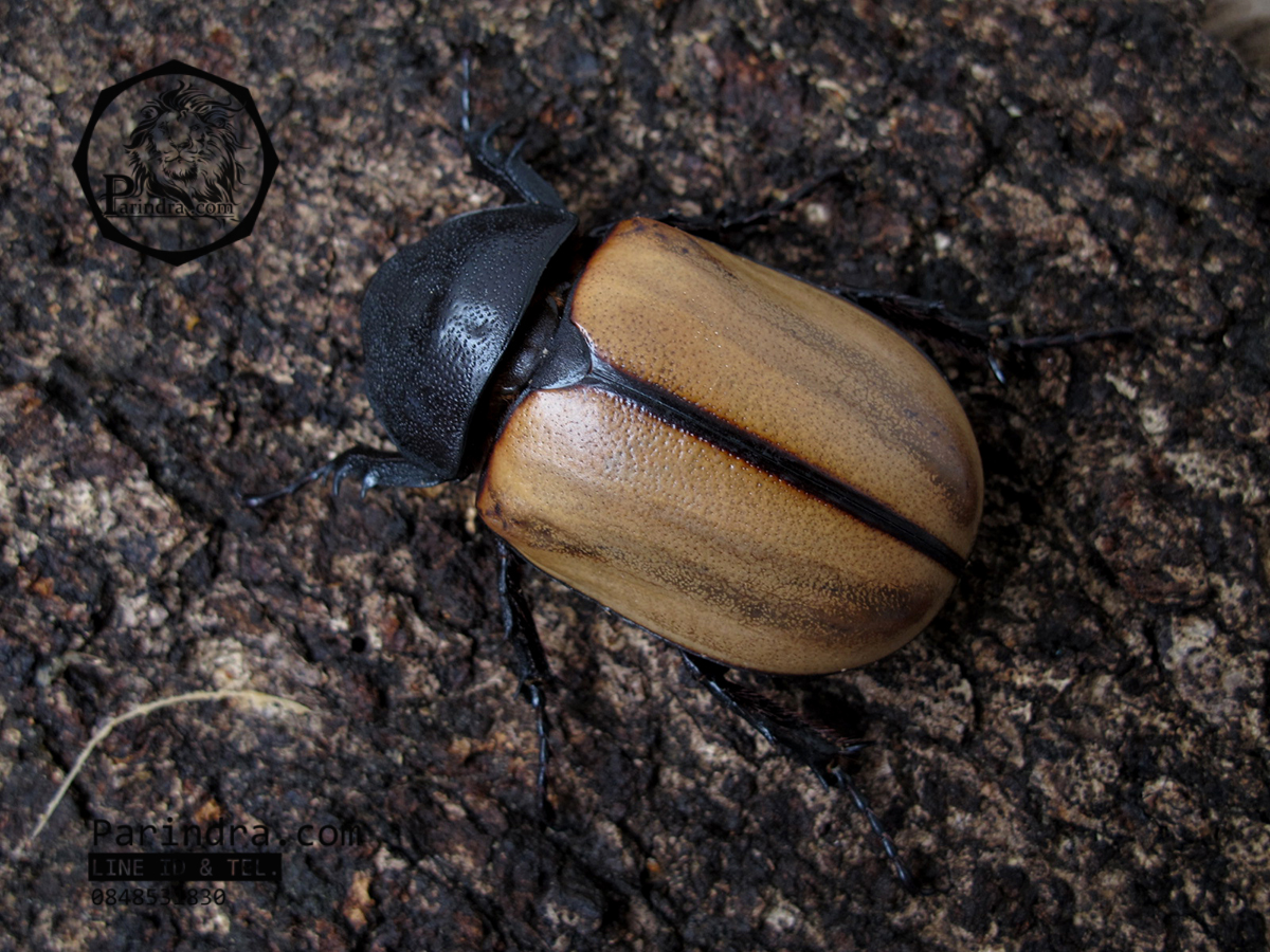 ด้วงกว่างตัวเต็มวัยเพศเมีย Eupatorus gracilicornis (WD) ตัวป่า กว่างห้าเขาหรือ กว่างซางเหนือ จากภาคเหนือ