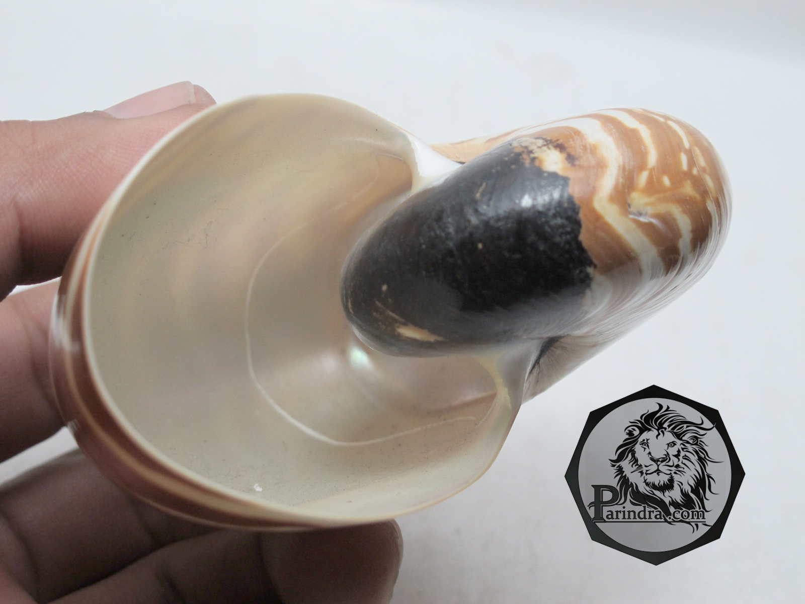 ขายเปลือกหอย นอติลุส งวงช้าง ขนาดเล็ก ผิวธรรมชาติยังไม่ขัด คัดสวย