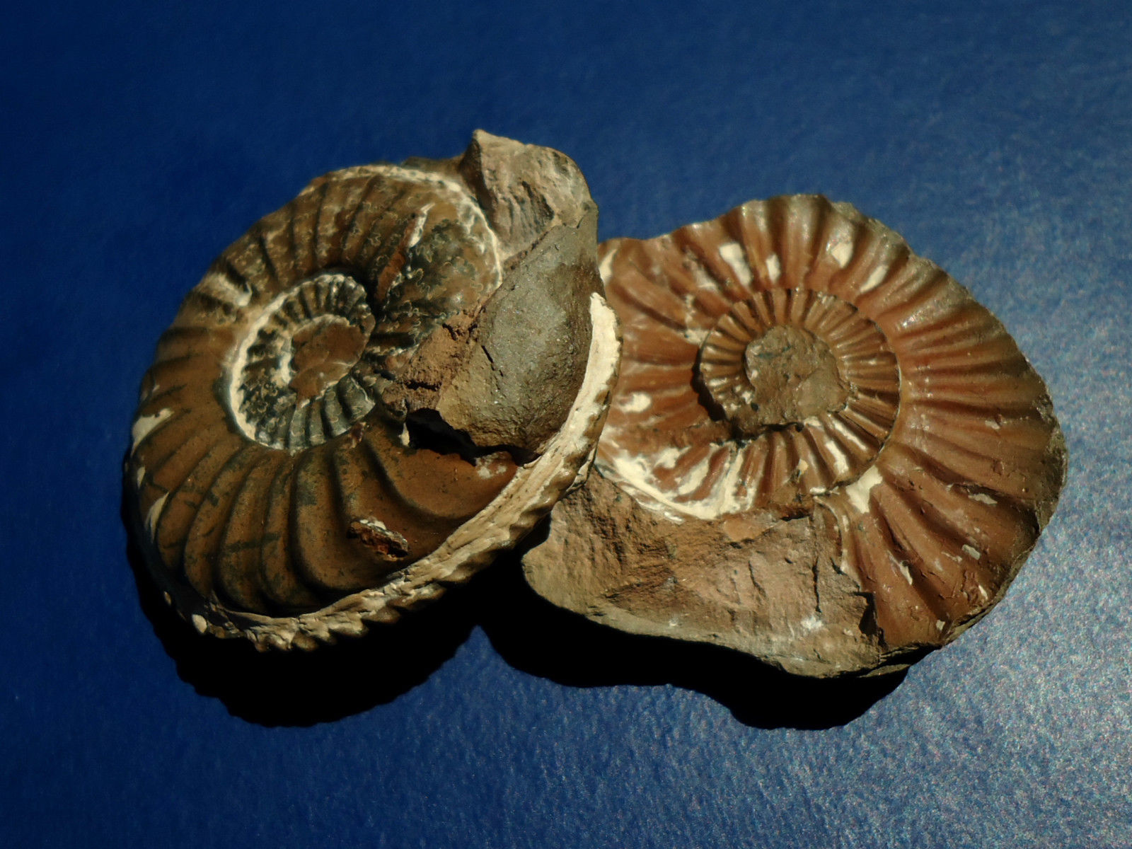 ฟอสซิลหอย Ammonite (PLEUROCERAS CF.SOLAR) พร้อม Negative Matrix - จากประเทศ Germany #AM016