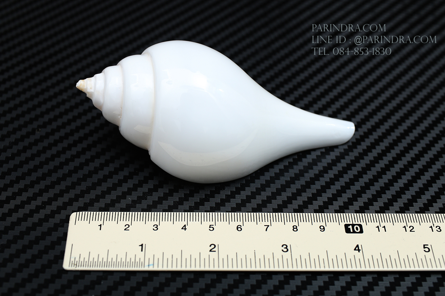 หอยสังข์อินเดียแท้ หอยสังข์เป่า หอยสังข์รดน้ำ (Turbinella pyrum) ขนาด 4 นิ้ว #TUP002