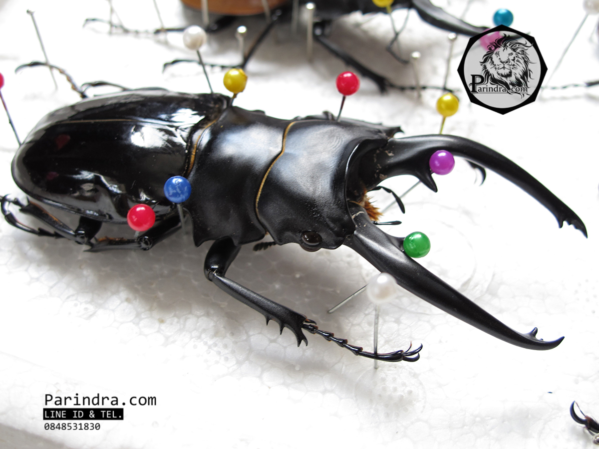 ซากด้วงคีม Odontolabis dalmani intermedia ขนาด 94 mm. จากประเทศฟิลิปปินส์