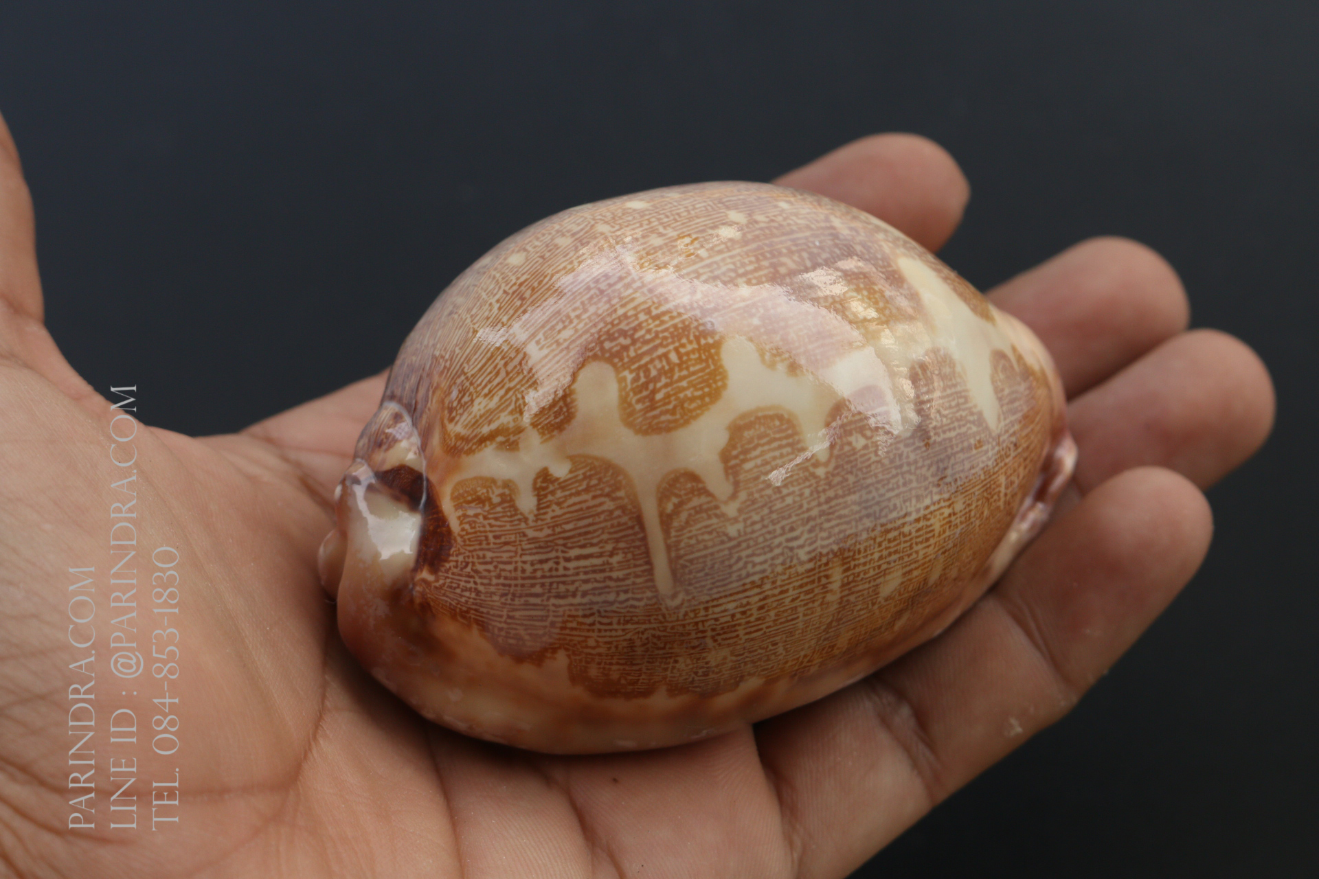 เปลือกหอยเบี้ยแผนที่ Map Cowry (Leporicypraea mappa) ขนาด 70-80 mm