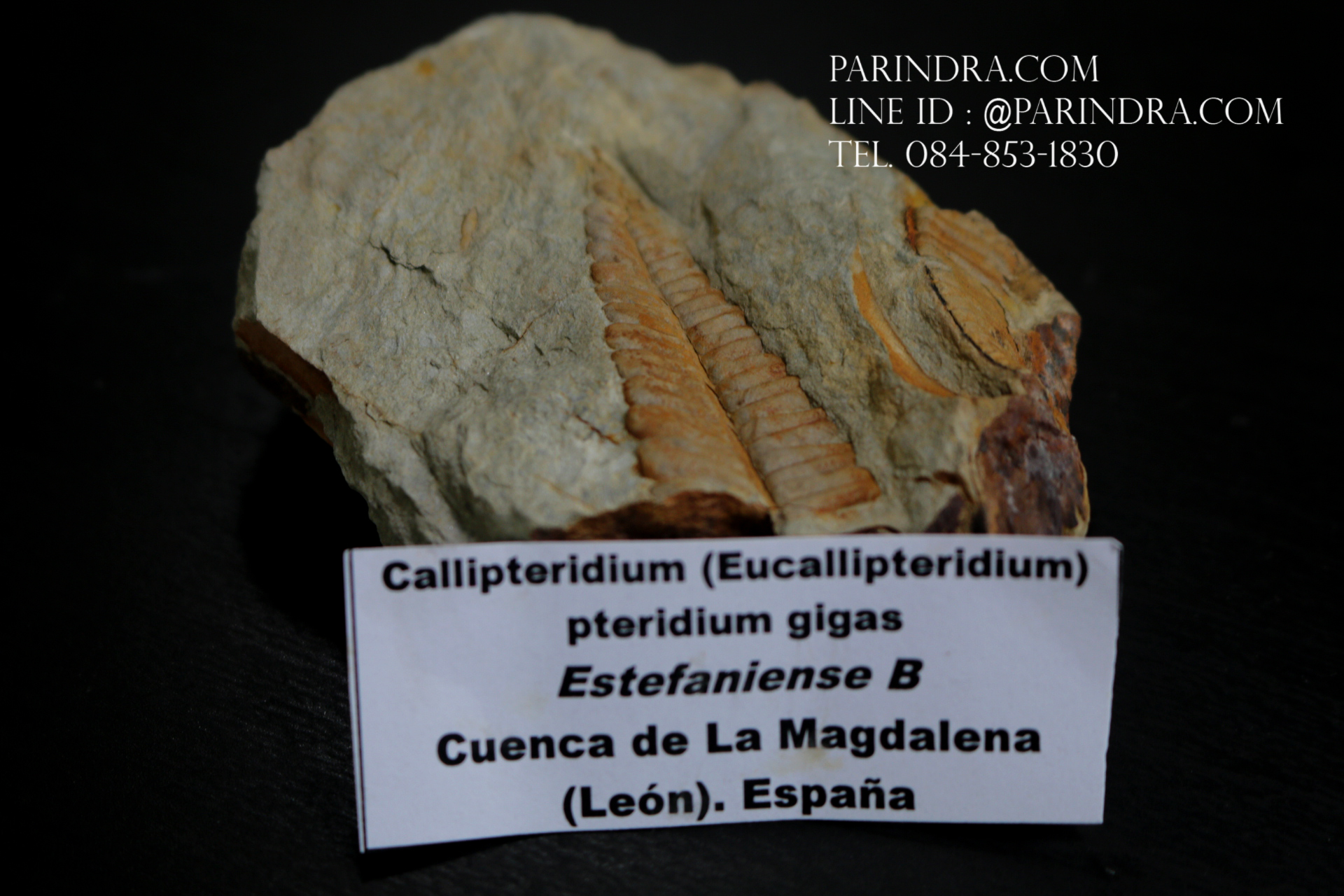 ฟอสซิลเฟิร์น ชนิด Callipteridium gigas จาก SPAIN #FRN007