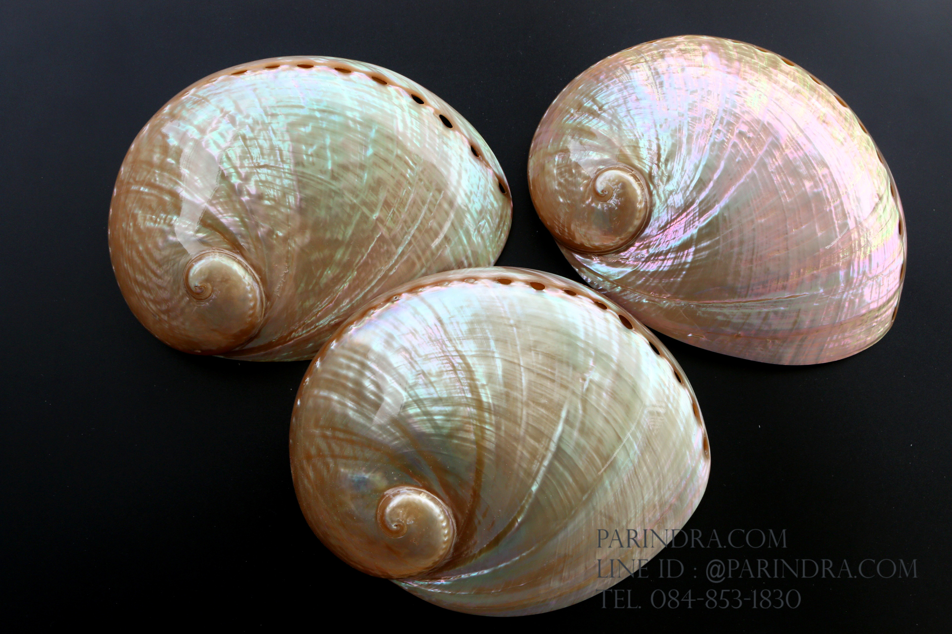 เปลือกหอยเป๋าฮื้อแท้ (Abalone) ขัด สีฃมพูเหลือบรุ้ง ขนาดใหญ่ 6 นิ้ว สำหรับตกแต่งและงานฝีมือ
