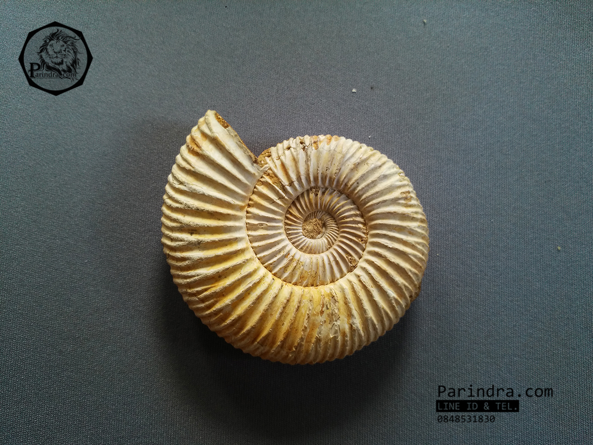 ฟอสซิลหอยแอมโมไนท์ (Perisphinctes virguloides) Fossil จากประเทศ Madagascar #AM013