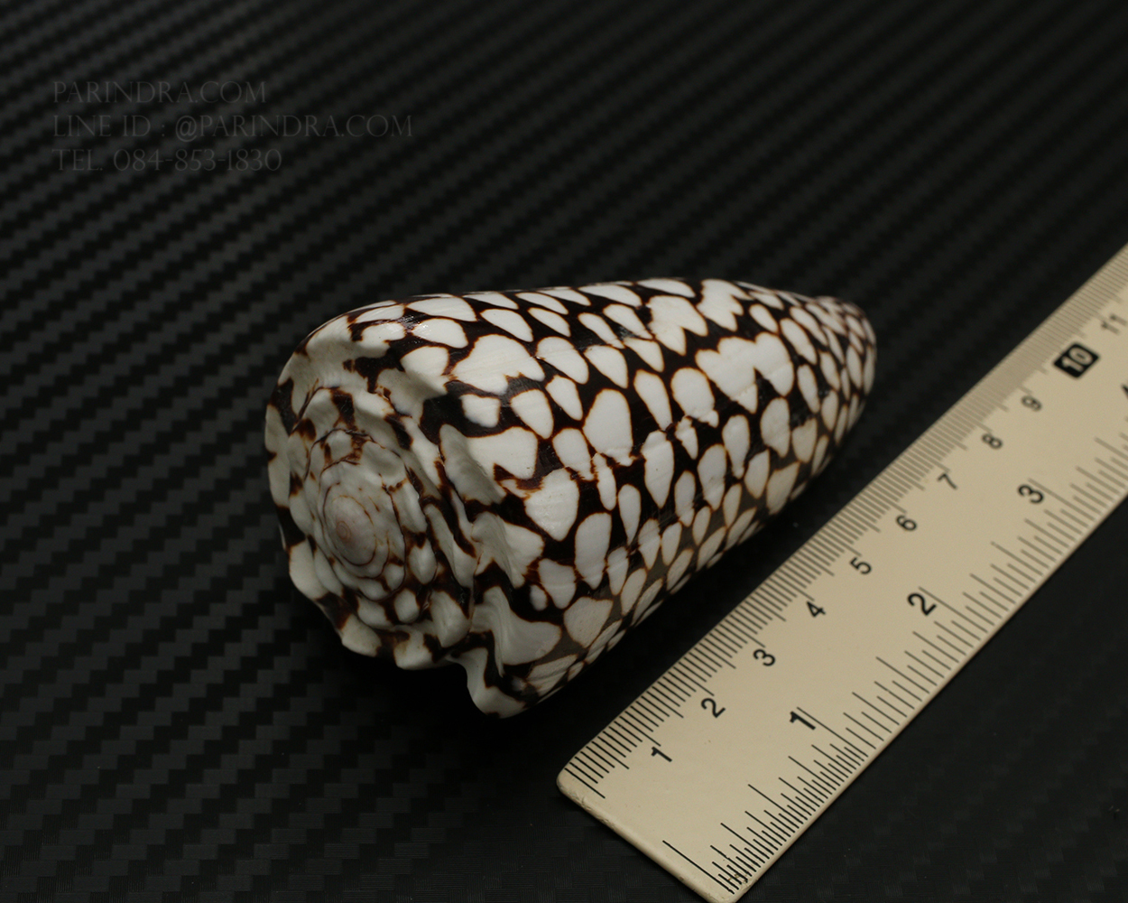 เปลือกหอยเต้าปูนลายจุด #Conus marmoreus ขนาดประมาณ 3 นิ้ว