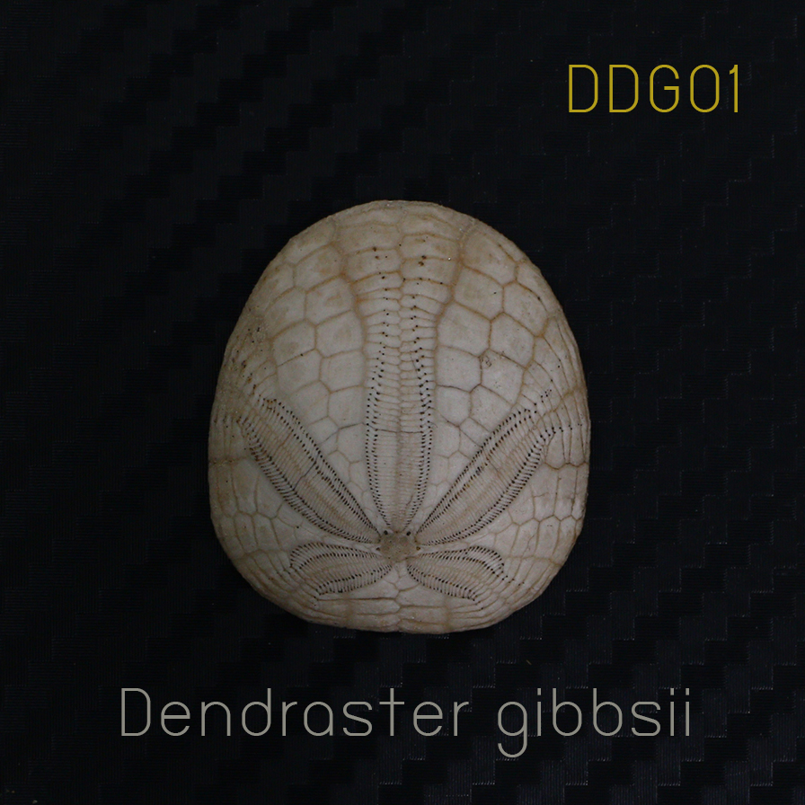 ฟอสซิลเม่นทะเล SAND DOLLAR (Dendraster gibbsii) หายาก #DDG01