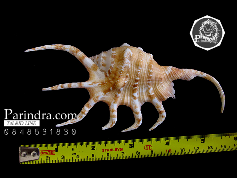 ขายเปลือกหอยจักรนารายณ์ LAMBIS CROCATA สภาพสมบูรณ์ #LC001