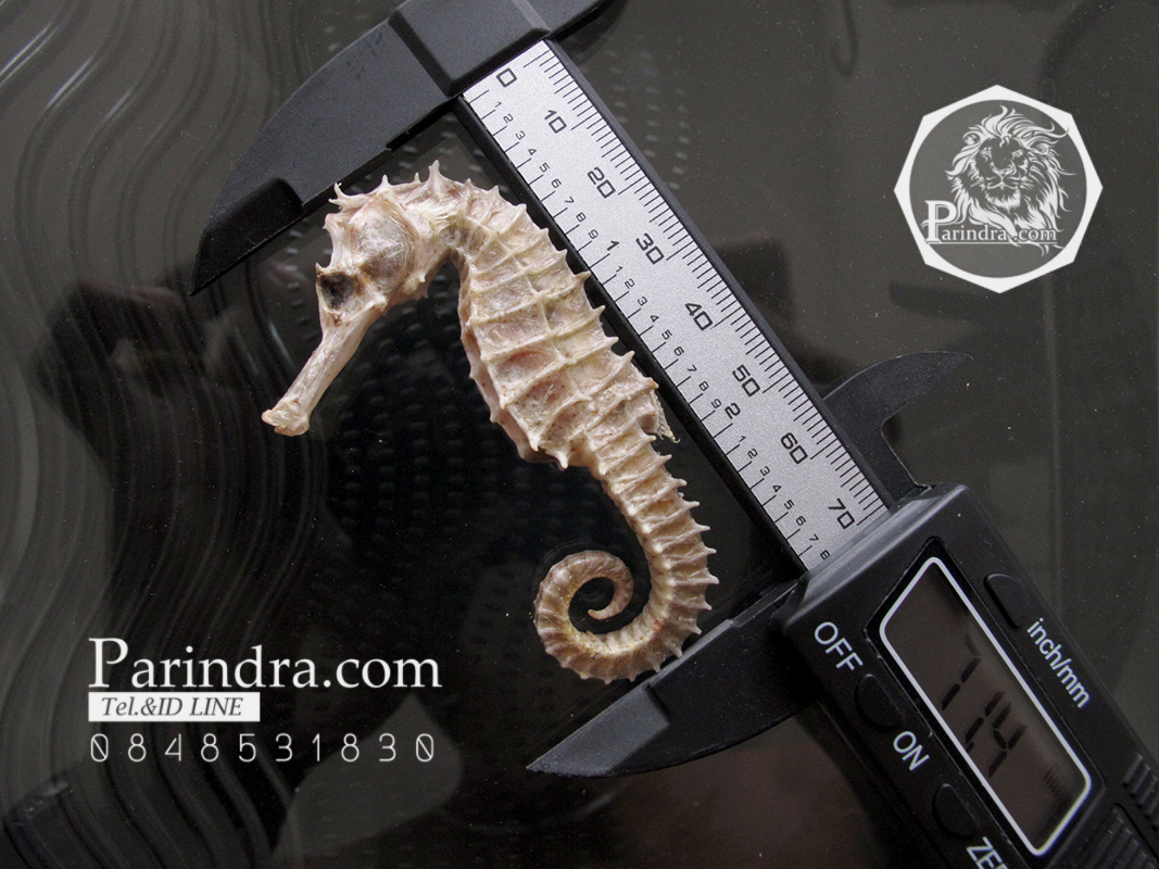 ม้าน้ำตากแห้ง สำหรับเป็นของที่ระลึกหรือพวงกุญแจ 031