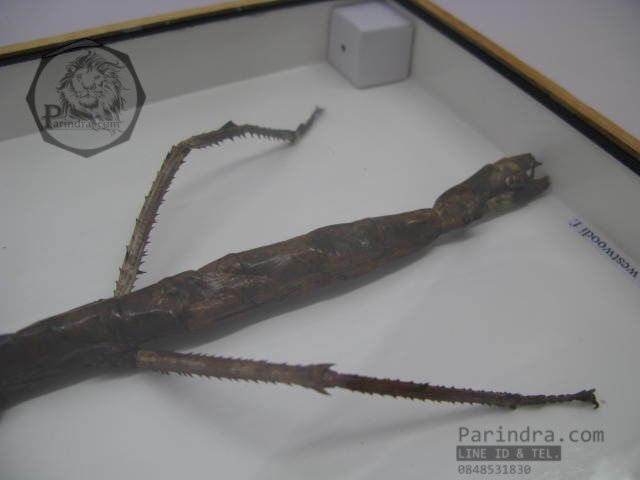 แมลง ตั๊กแตนกิ่งไม้ ( Tirachoidea westwoodi) ในกรอบไม้สีน้ำตาล สำหรับตั้งโชว์ ขนาด 8 x 12 นิ้ว
