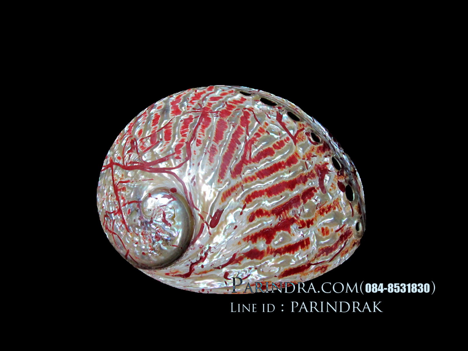 เปลือกหอยเป๋าฮื้อ(Abalone)ขัดและเคลือบเรซิ่นแดง 002