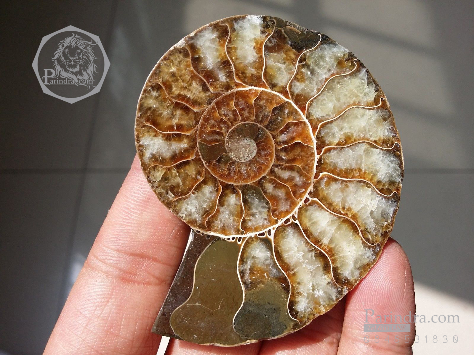 ฟอสซิลหอย Ammonite (Cleoniceras besairiei) ผ่าซีกเห็นเนื้อแร่ - จาก Madagascar #AM031