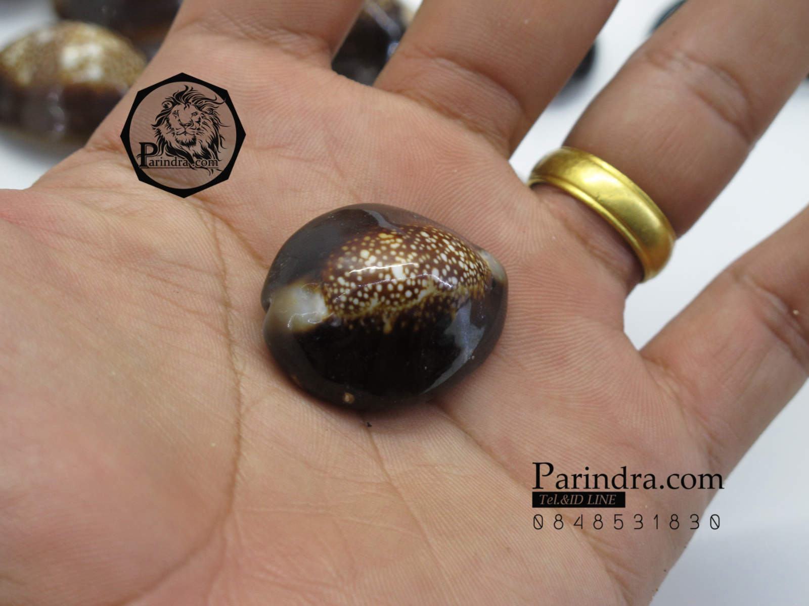 ขายเปลือกหอยเบี้ย หอยเบี้ยแก้ ขนาด 1.4 นิ้ว Monetaria caputserpentis