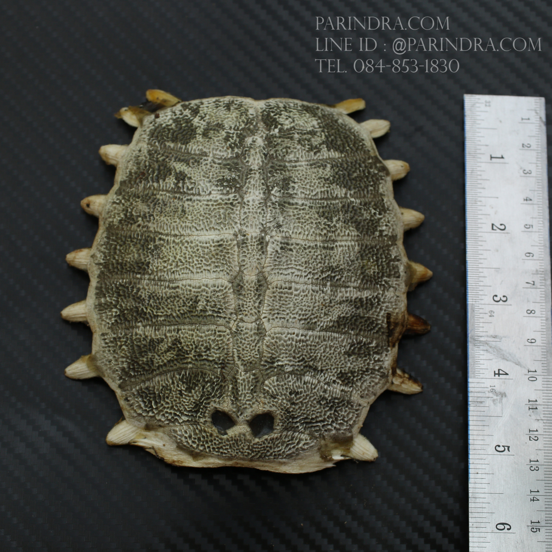 กระดองตะพาบน้ำ สำหรับการทำงานฝีมือ