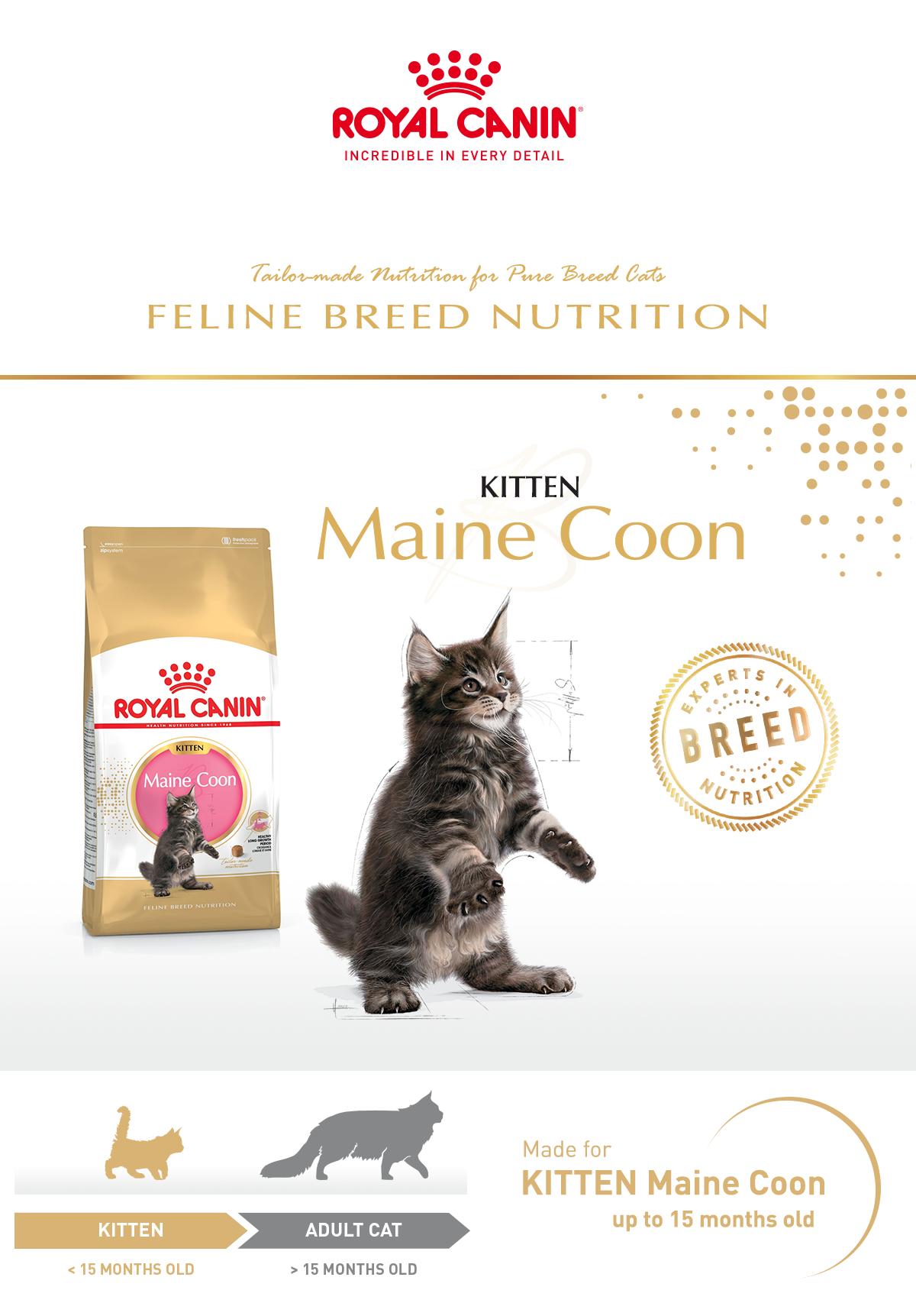 Royal Canin อาหารแมว โรยัล คานิน Kitten Mainecoon 36 สำหรับ ลูกแมว สายพันธุ์แมนคูน กระสอบ 10kg