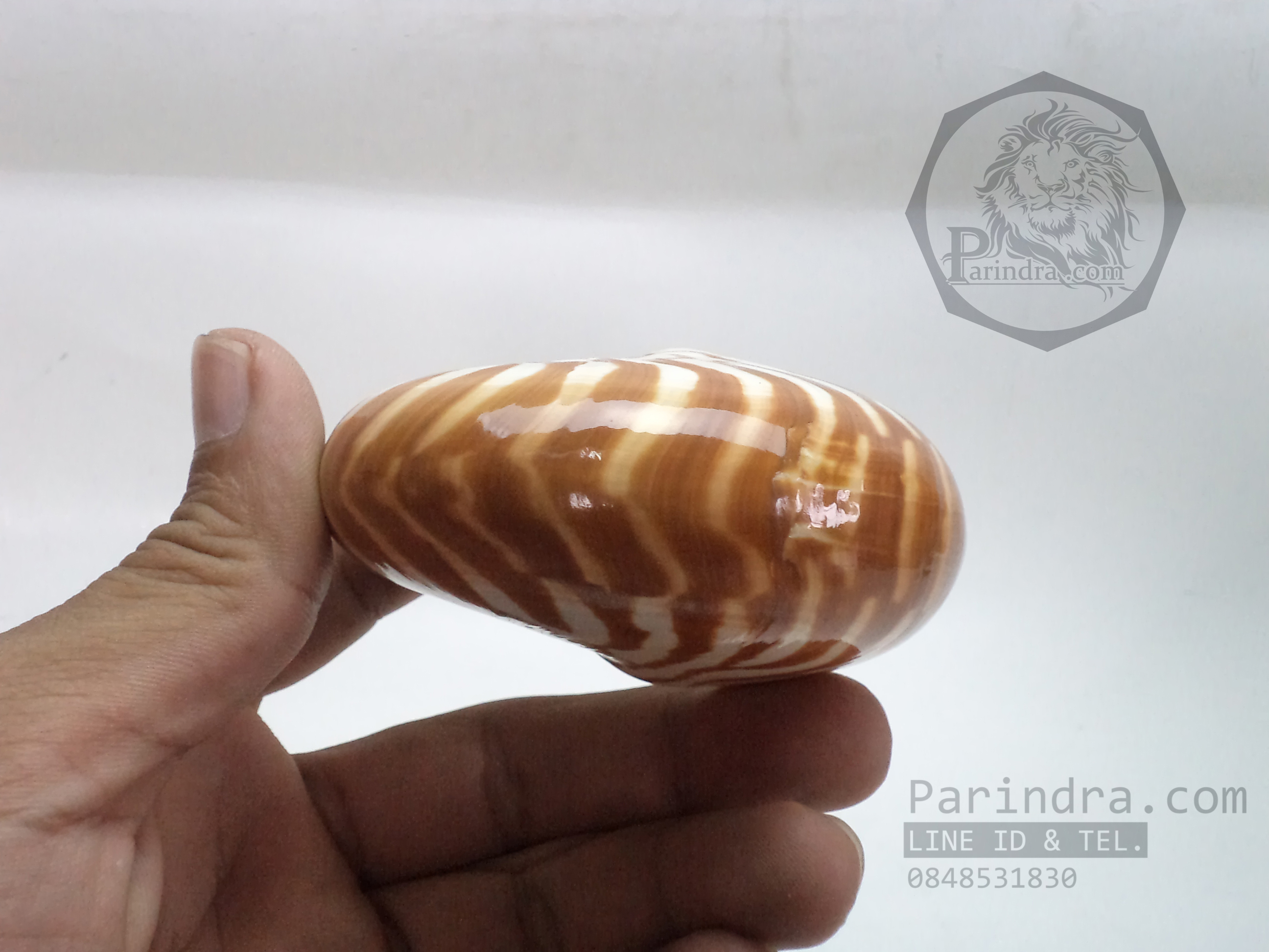 เปลือกหอย นอติลุส หอยงวงช้าง ขนาดเล็ก ขนาด 3 นิ้ว ผิวสีธรรมชาติ 005